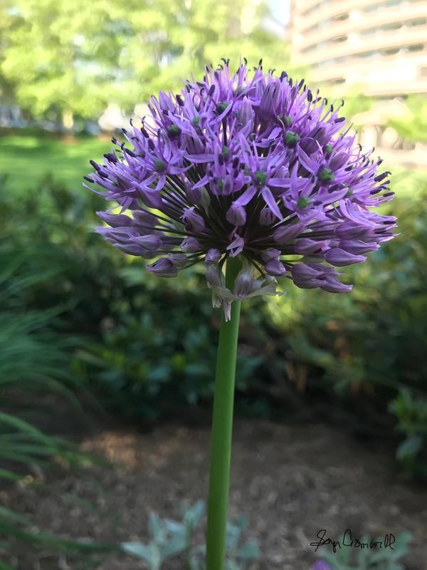 Aster Flower in Crystal City