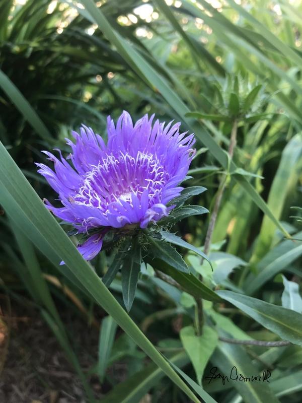 Cornflower in Crystal City