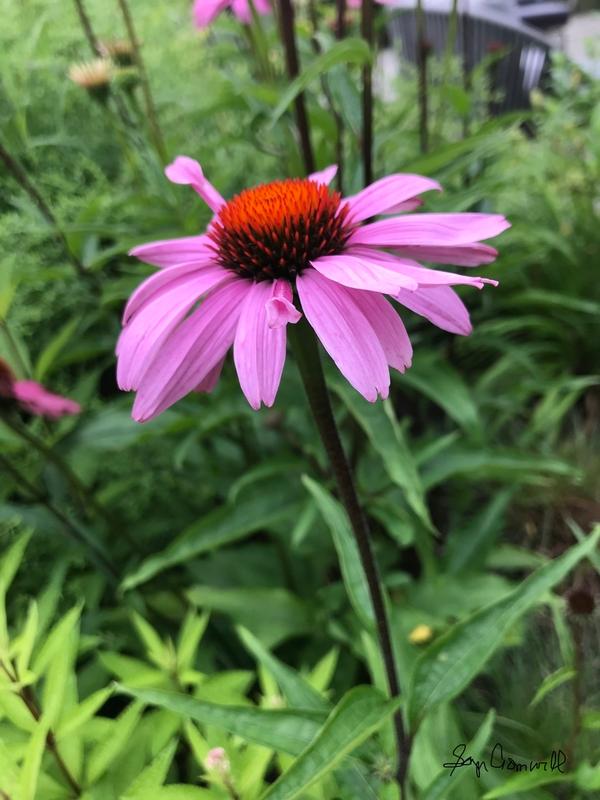 The Cone Flower in Virginia
