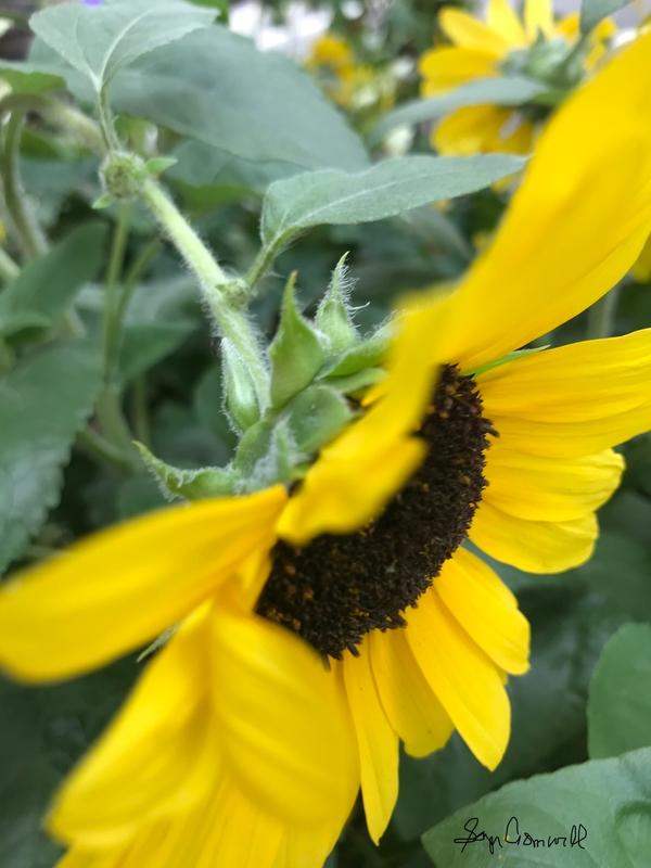 Blackeyed Susan in Virginia