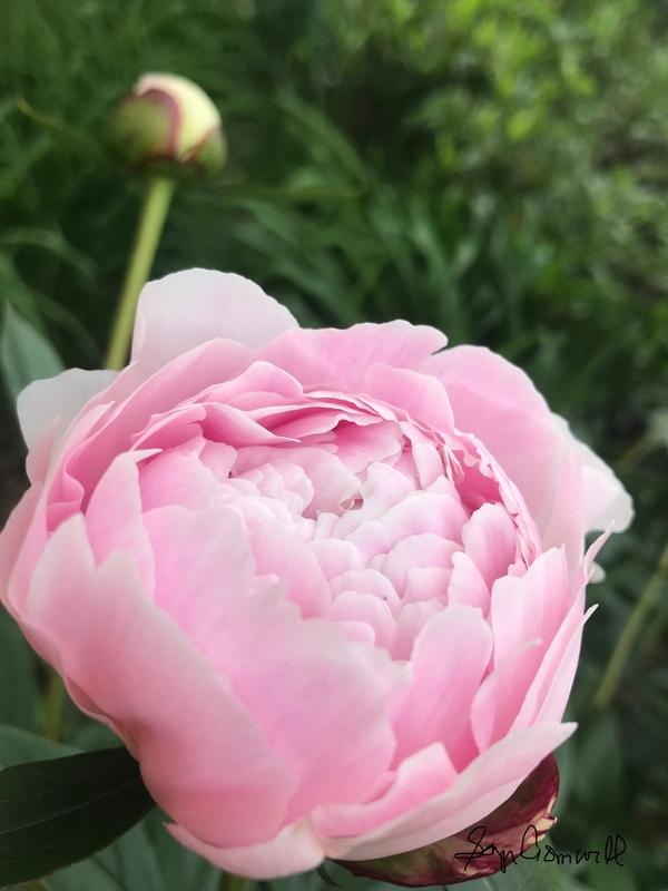 Peony Flower in Virginia